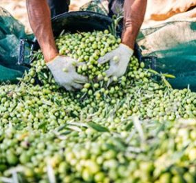 BERTOLLI Natives Olivenöl Extra – schnelle Verarbeitung BERTOLLI Natives Olivenöl Extra - schnelle Verarbeitung für hochwertiges Olivenöl