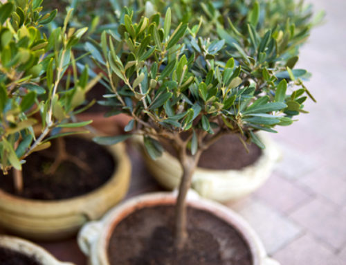 Een eigen olijfboom planten – dit is hoe het moet!