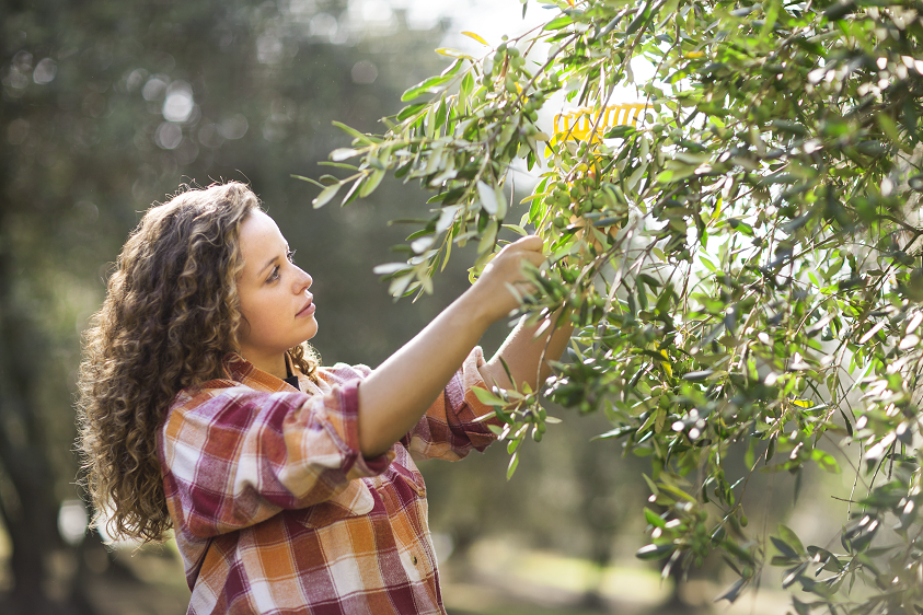 Olivenernte BERTOLLI Qualität Olivenernte - das Wann und Wie hat Einfluss auf die Qualität des Olivenöls